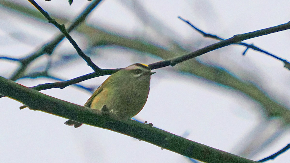 Golden-crowned Kinglet - ML645178187