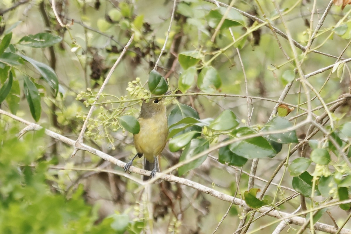 Thick-billed Vireo - ML645178188