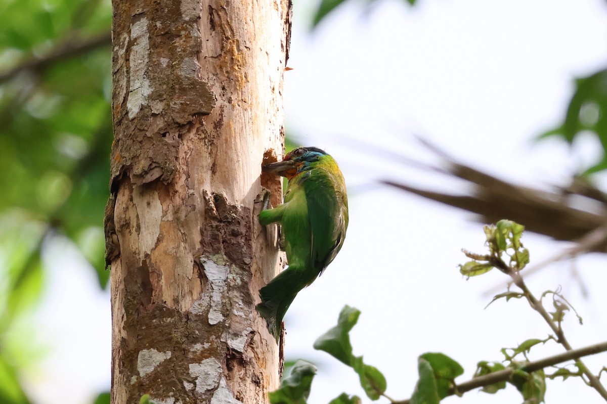 Barbudo Cejinegro - ML645178189