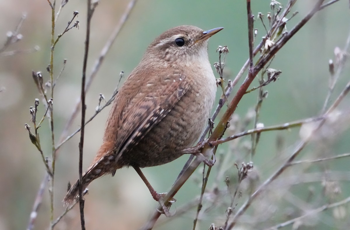 Eurasian Wren - ML645178190