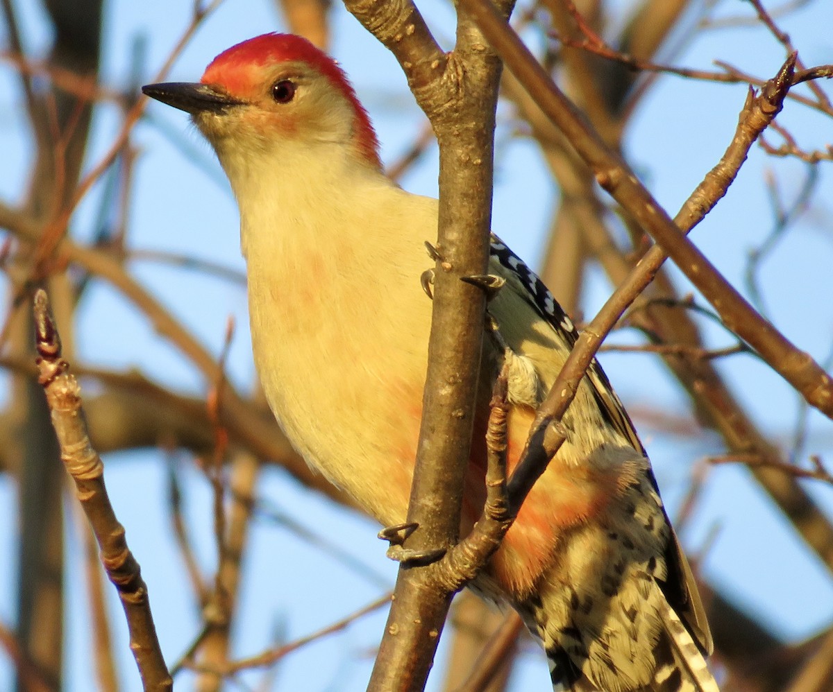 Red-bellied Woodpecker - ML645178197