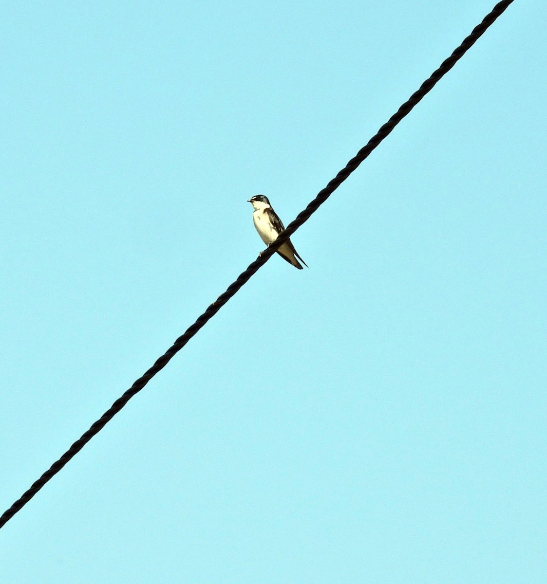 Hirondelle à diadème - ML645178201