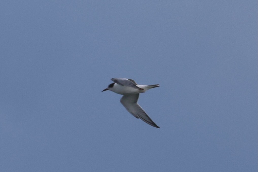 Flussseeschwalbe - ML645178202