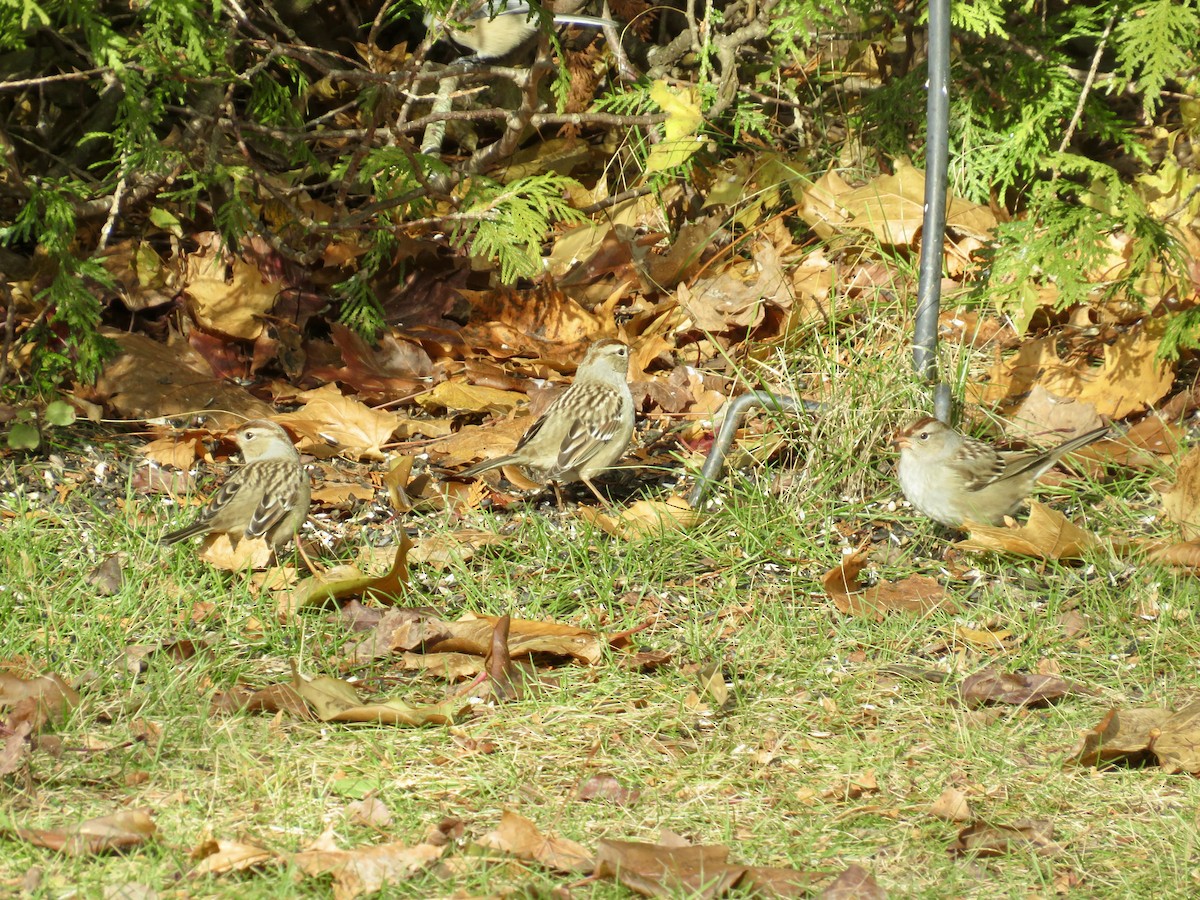 White-crowned Sparrow - ML645178211