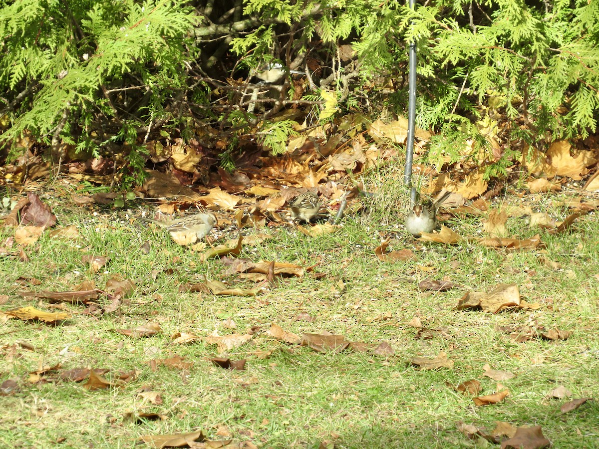 White-crowned Sparrow - ML645178212