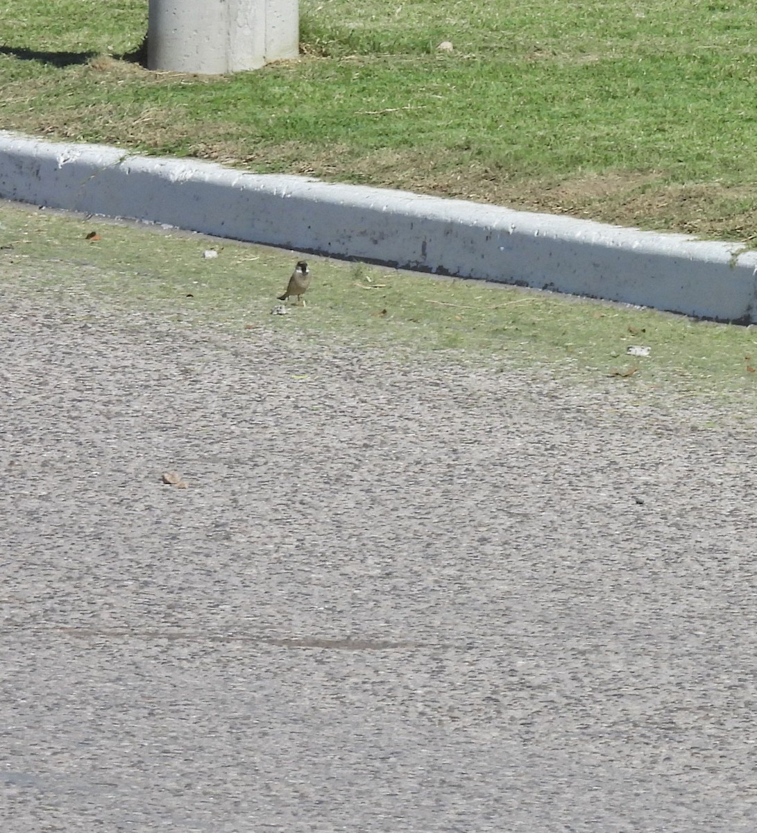 דרור הבית - ML645178214