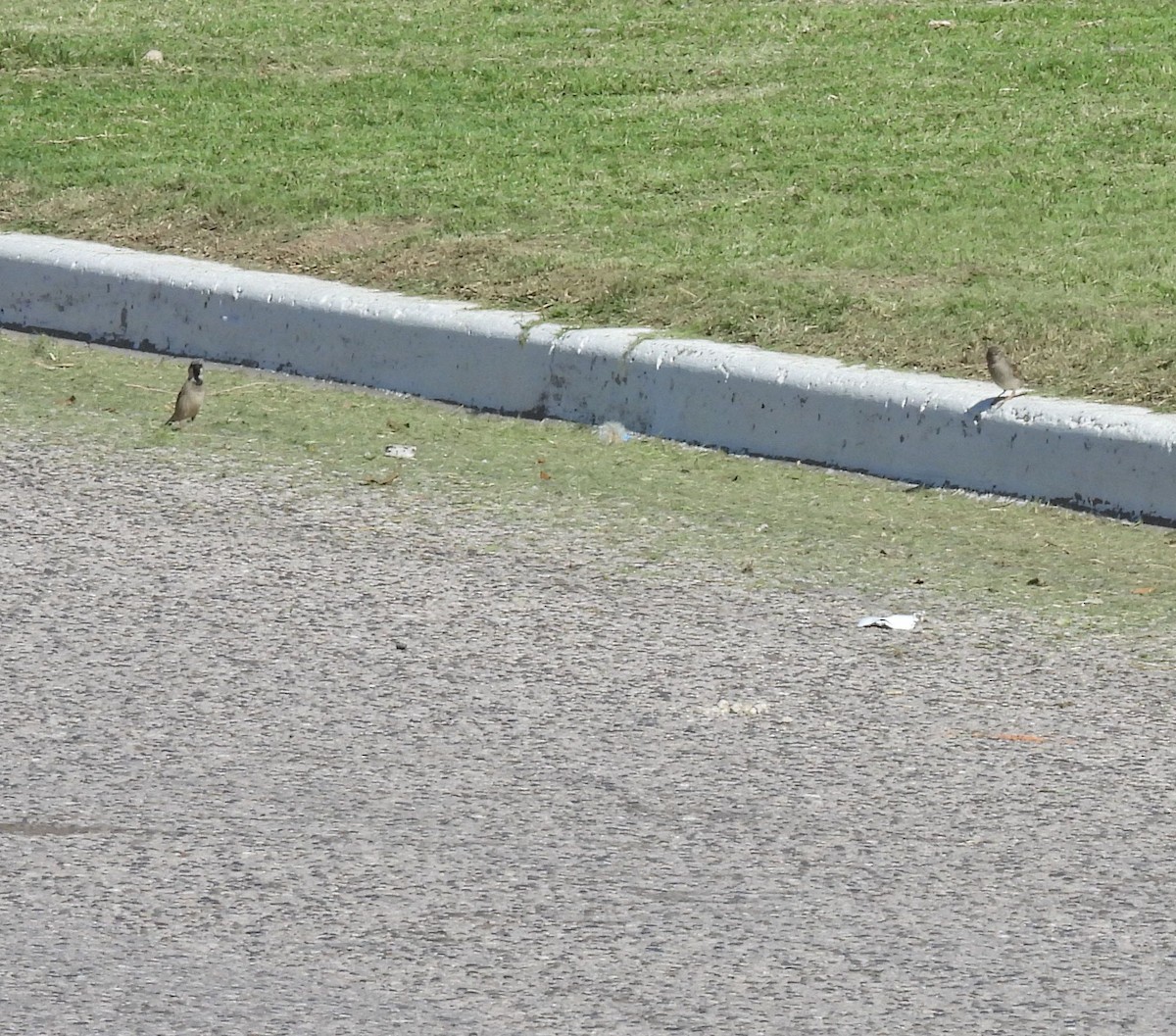 דרור הבית - ML645178215