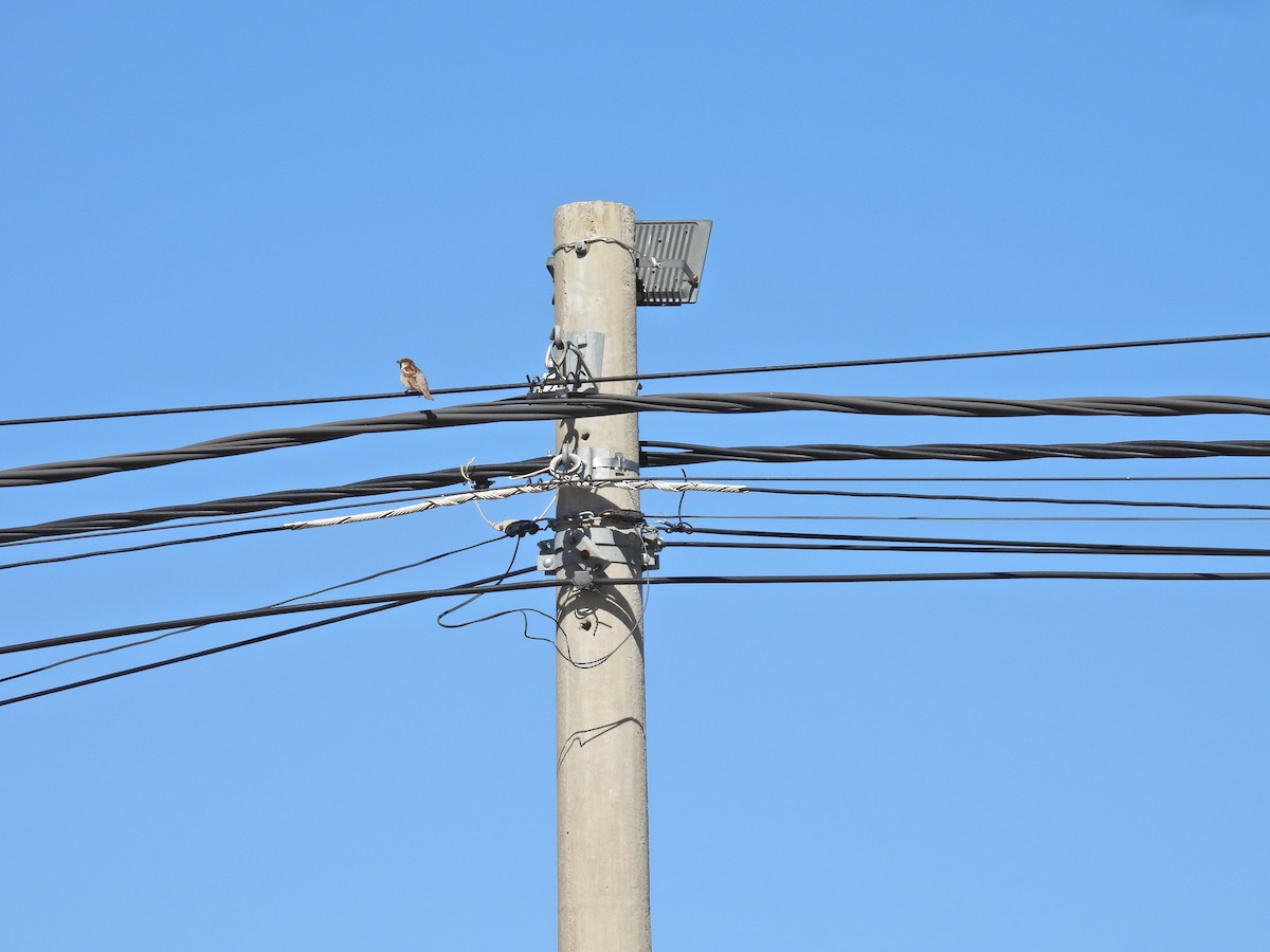 דרור הבית - ML645178216