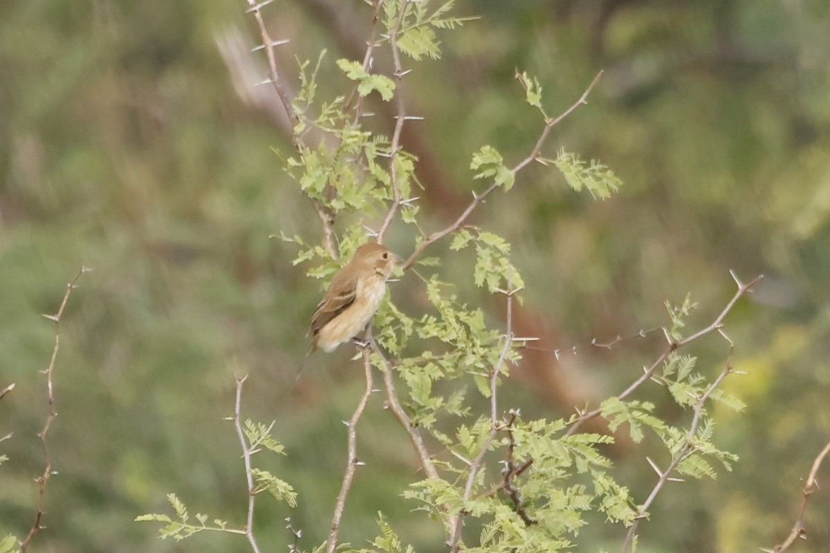 Indigo Bunting - ML645178217