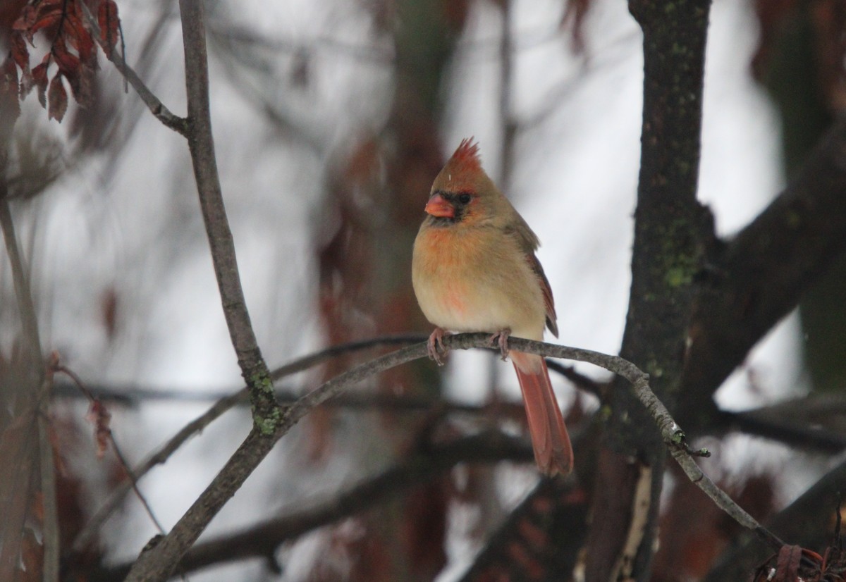 Northern Cardinal - ML645178230