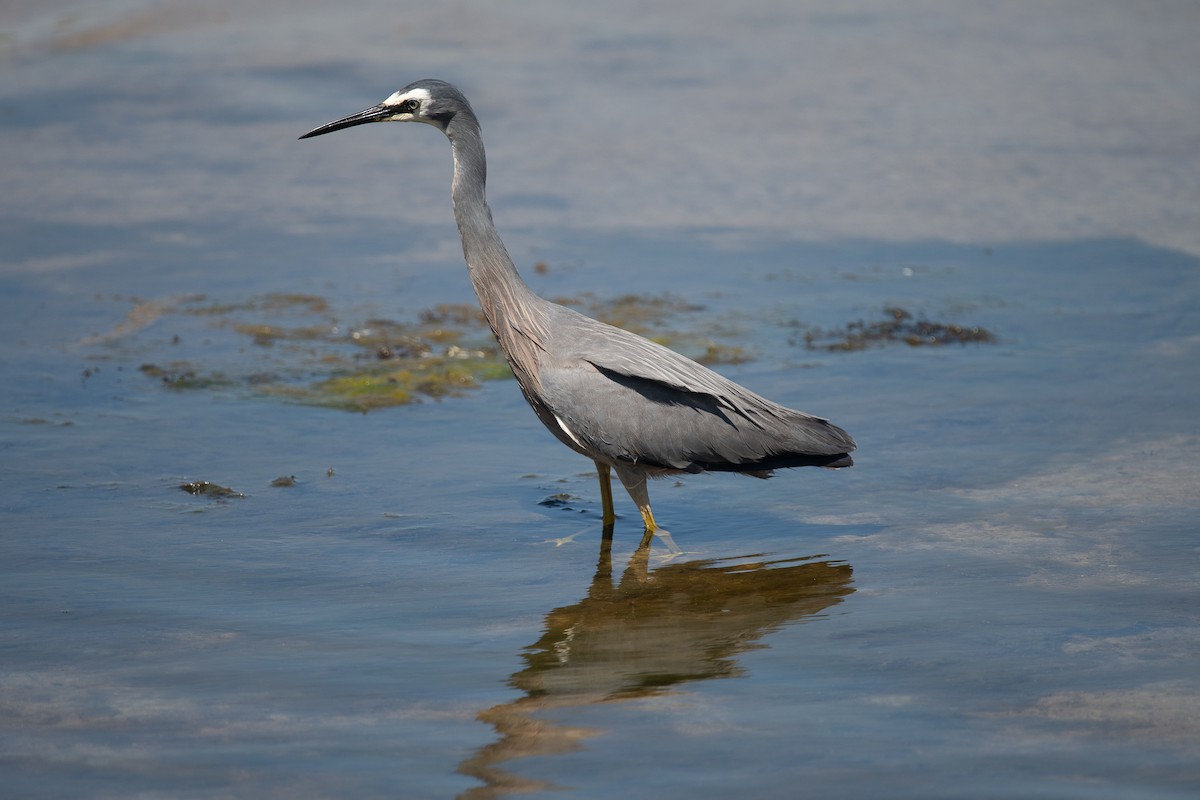 White-faced Heron - ML645178237