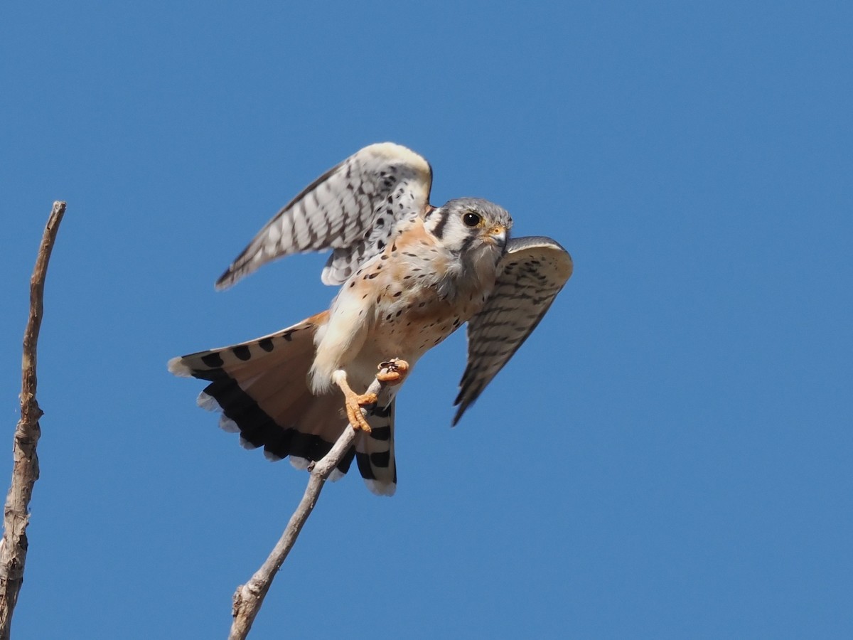 American Kestrel - ML645178240
