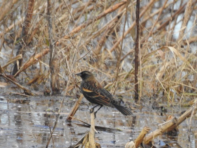 Red-winged Blackbird - ML645178241