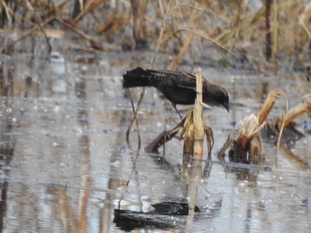 Red-winged Blackbird - ML645178242