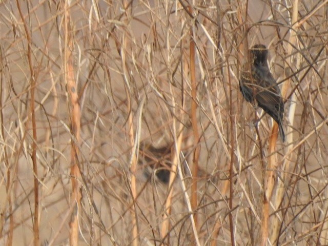 Red-winged Blackbird - ML645178243