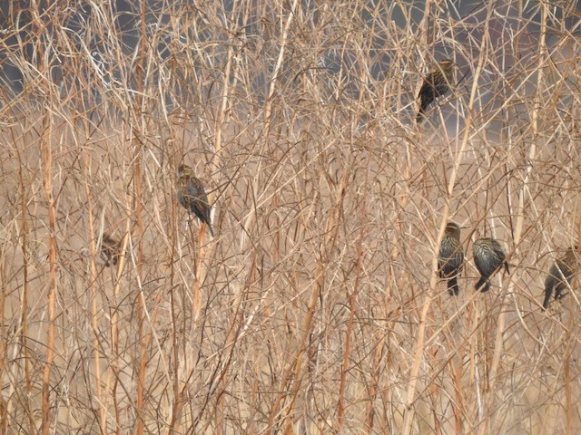 Red-winged Blackbird - ML645178244