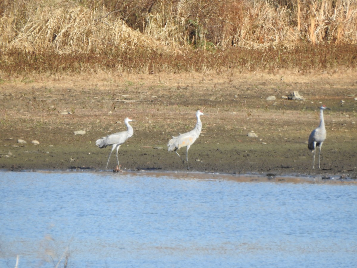 Sandhill Crane - ML645178245