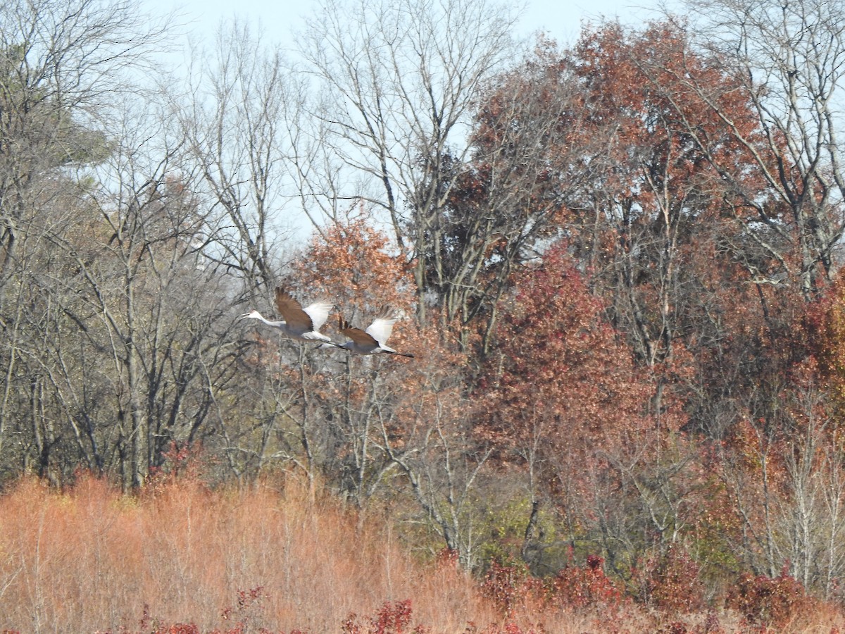 Sandhill Crane - ML645178246