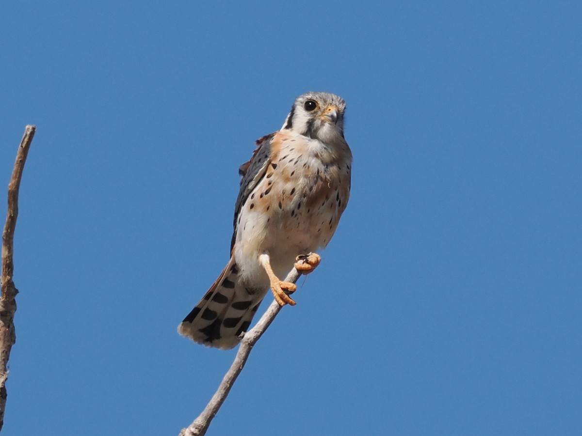 American Kestrel - ML645178247