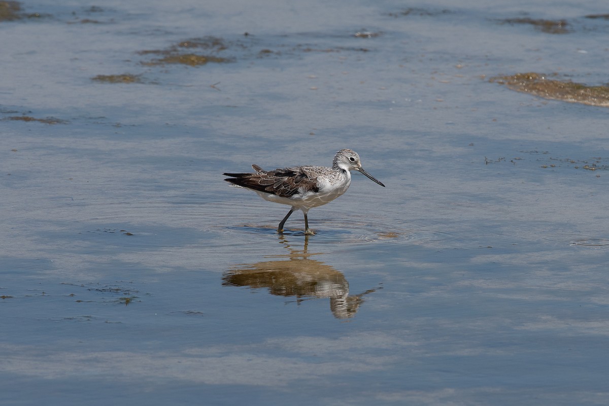 Common Greenshank - ML645178248