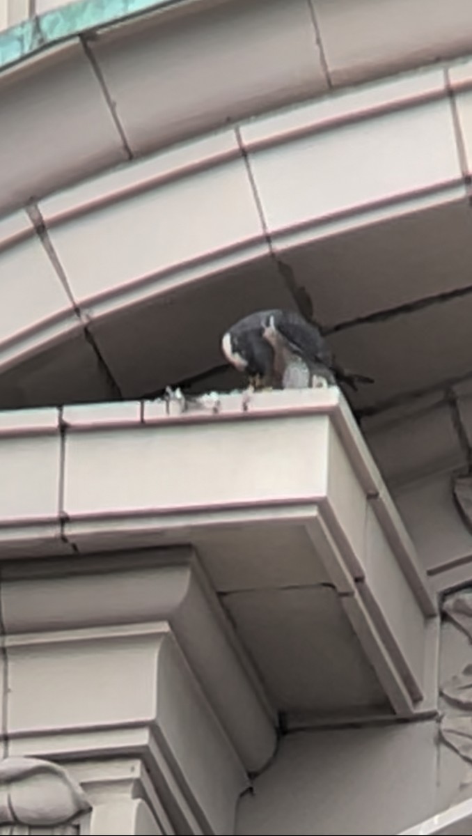 Peregrine Falcon - ML645178249