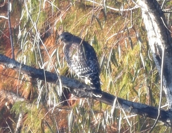 Red-shouldered Hawk - ML645178251