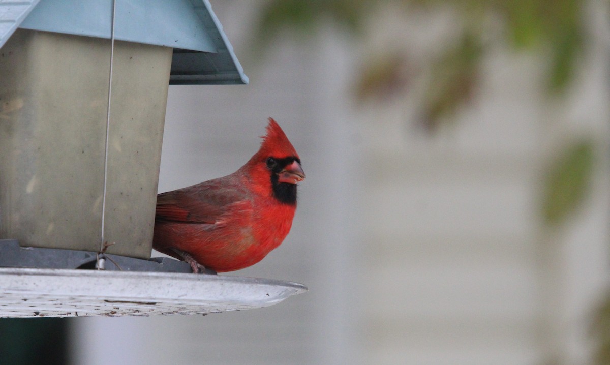 Northern Cardinal - ML645178252