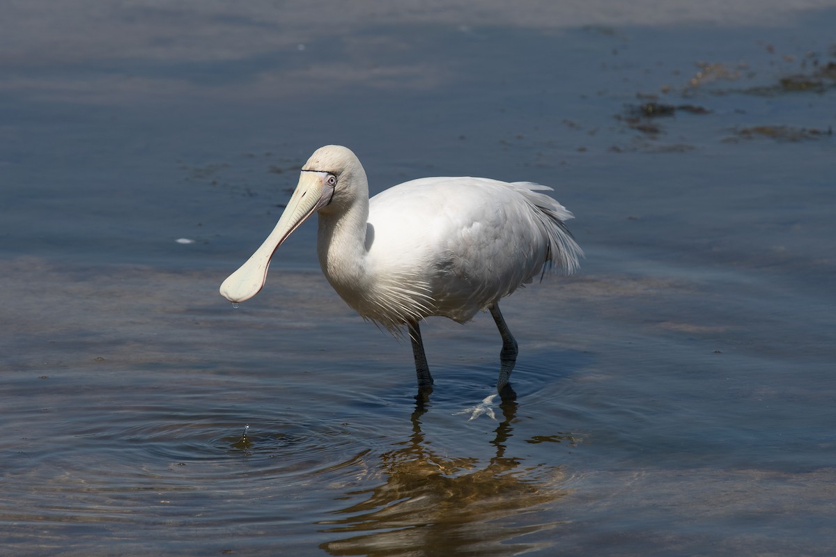 Yellow-billed Spoonbill - ML645178253