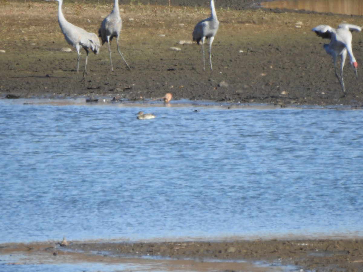 Green-winged Teal - ML645178254