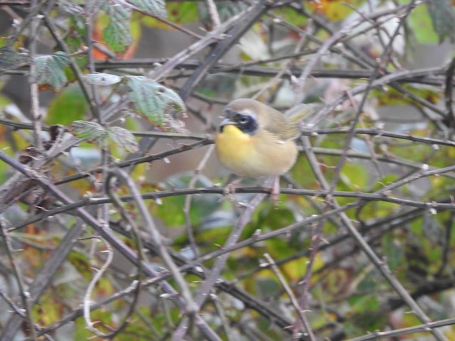 Common Yellowthroat - ML645178255