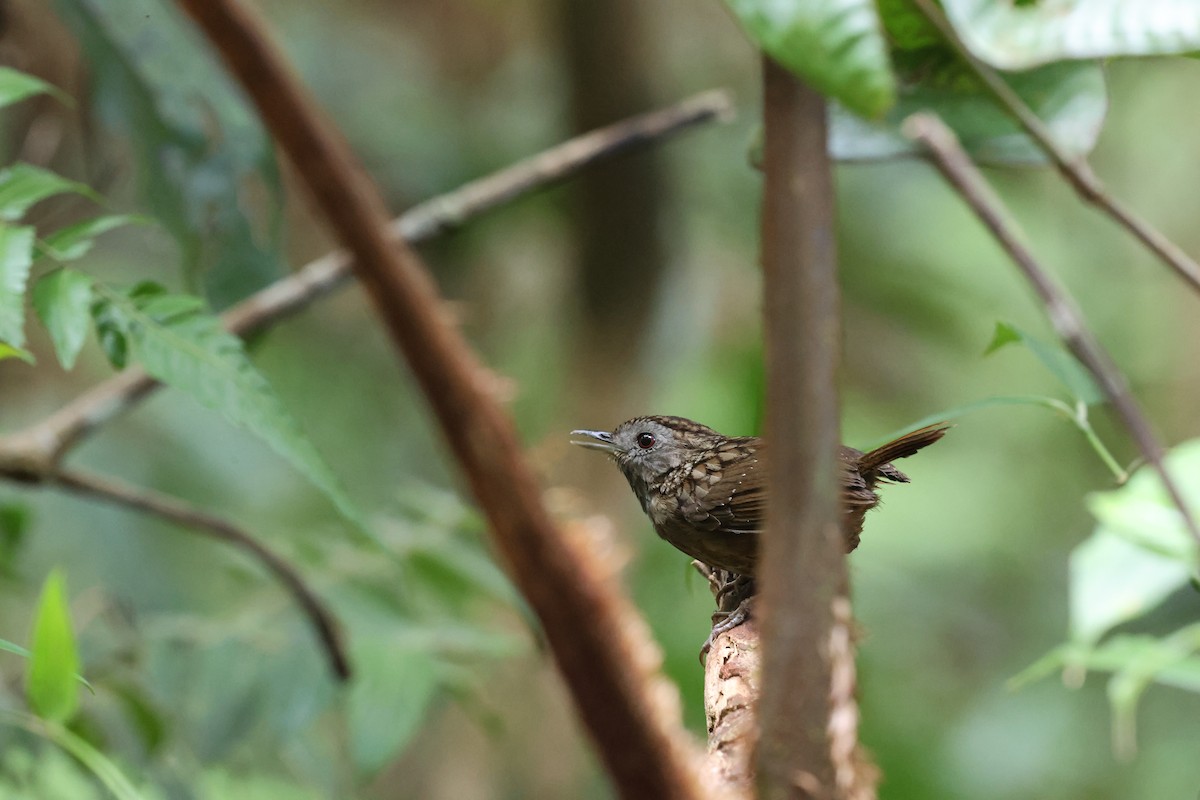 Streaked Wren-Babbler - ML645178258