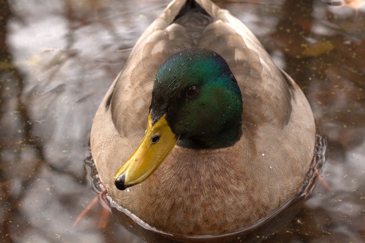 Mallard - ML645178260