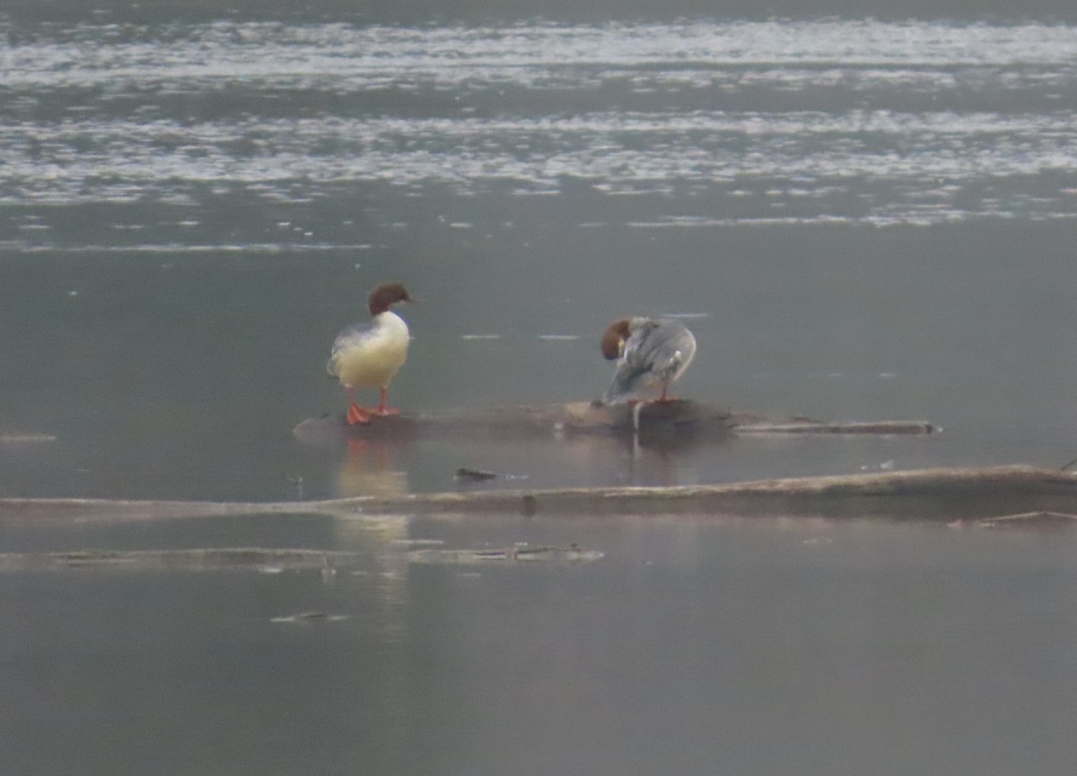 Common Merganser - ML645178262