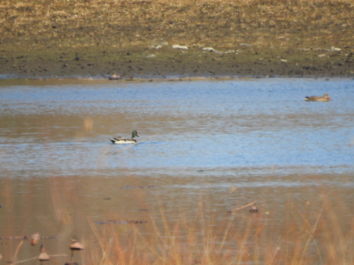 Mallard - ML645178263