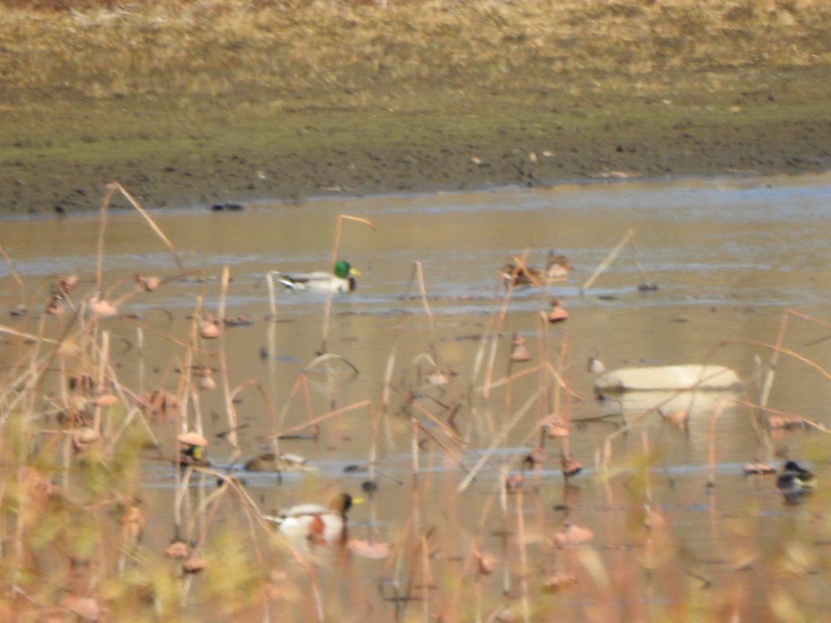 Mallard - ML645178264