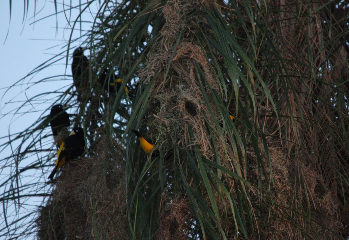 Yellow-rumped Cacique - ML645178265