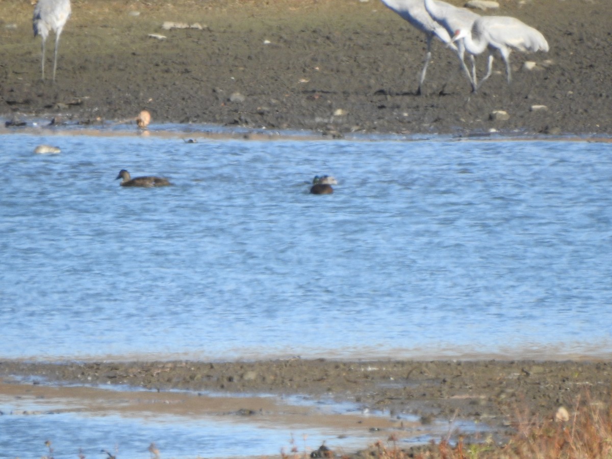 American Black Duck - ML645178269