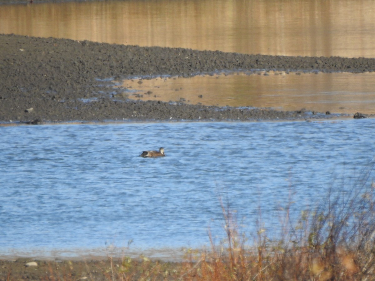American Black Duck - ML645178270