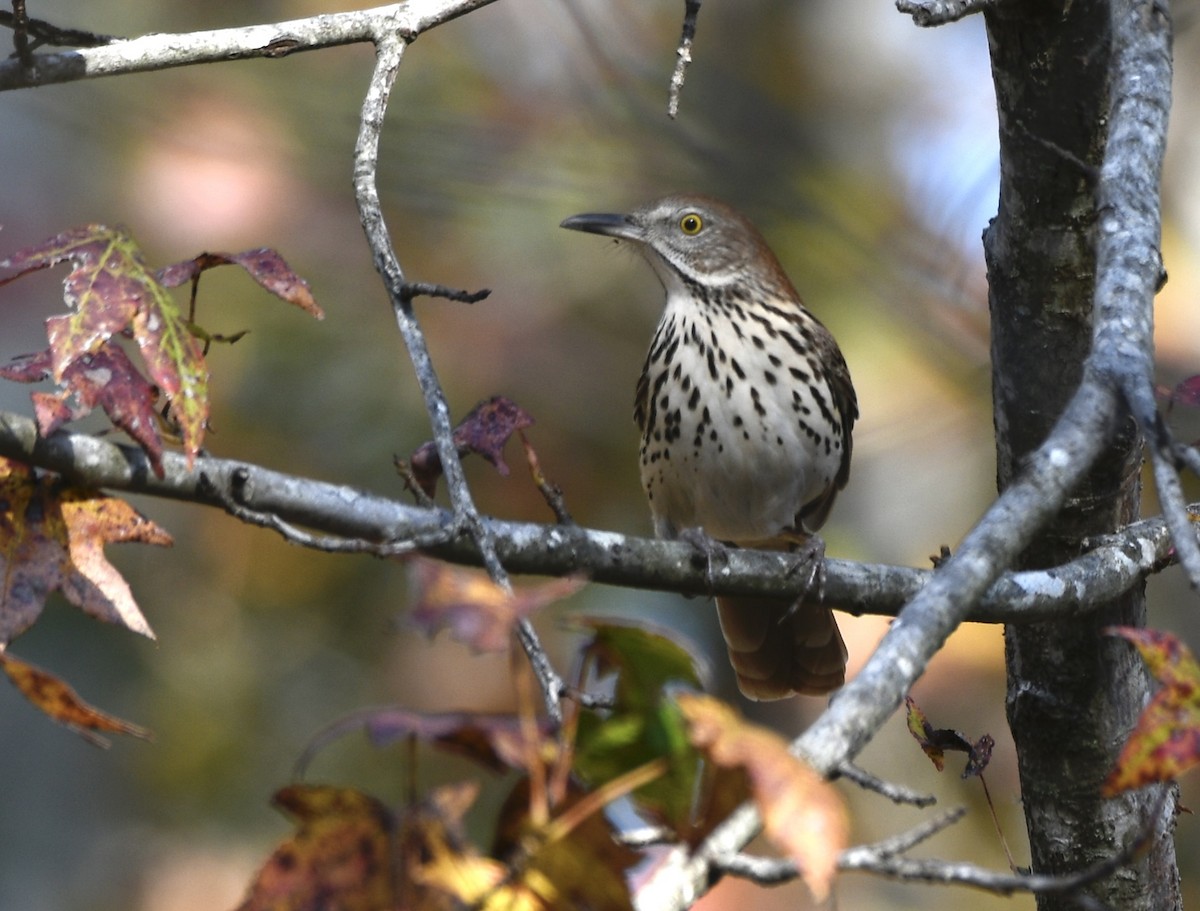 דשוש חום - ML645178271