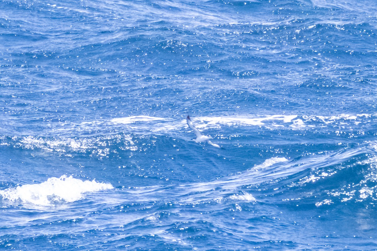 Cooksturmvogel - ML645178284