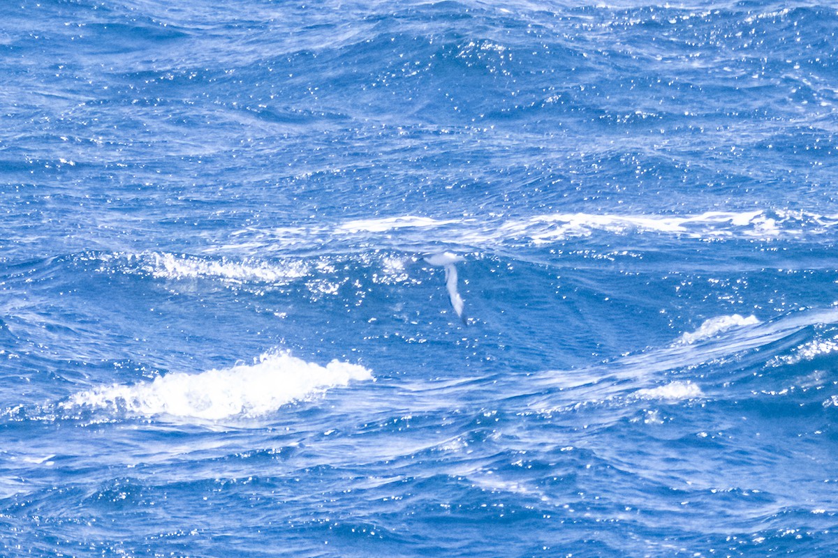 Cooksturmvogel - ML645178285