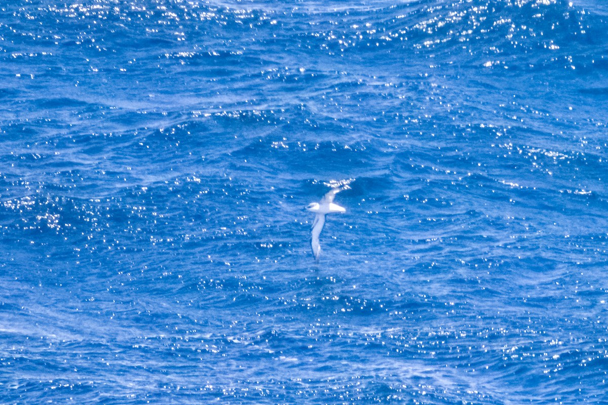 Cooksturmvogel - ML645178286