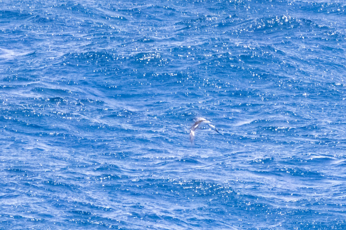 Cooksturmvogel - ML645178287