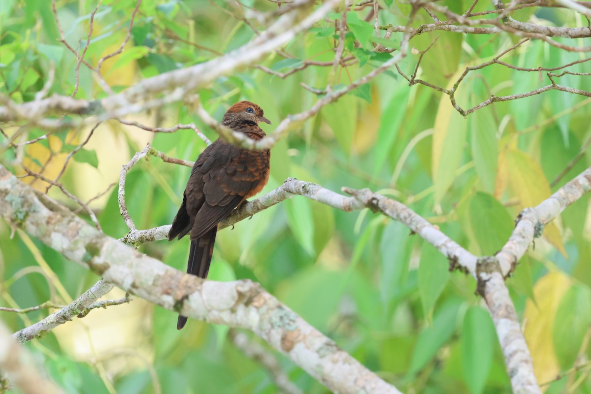 Little Cuckoo-Dove - ML645178293