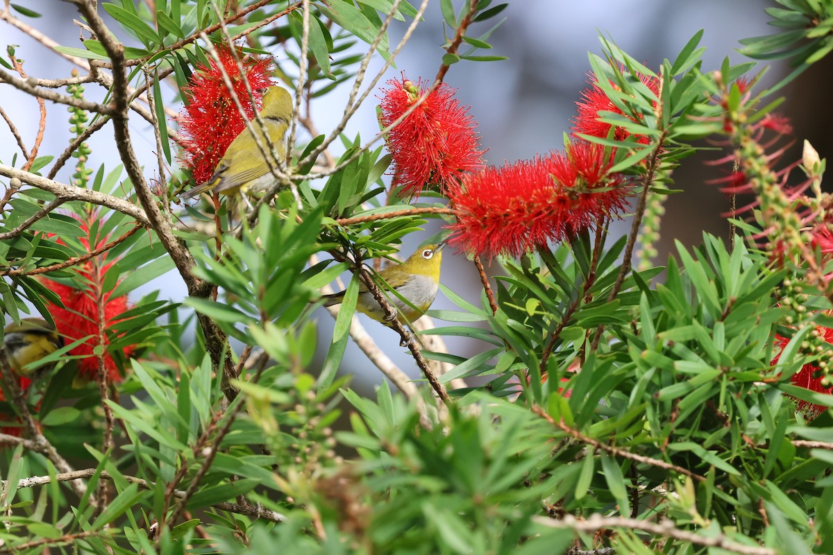 Окулярник малазійський - ML645178317