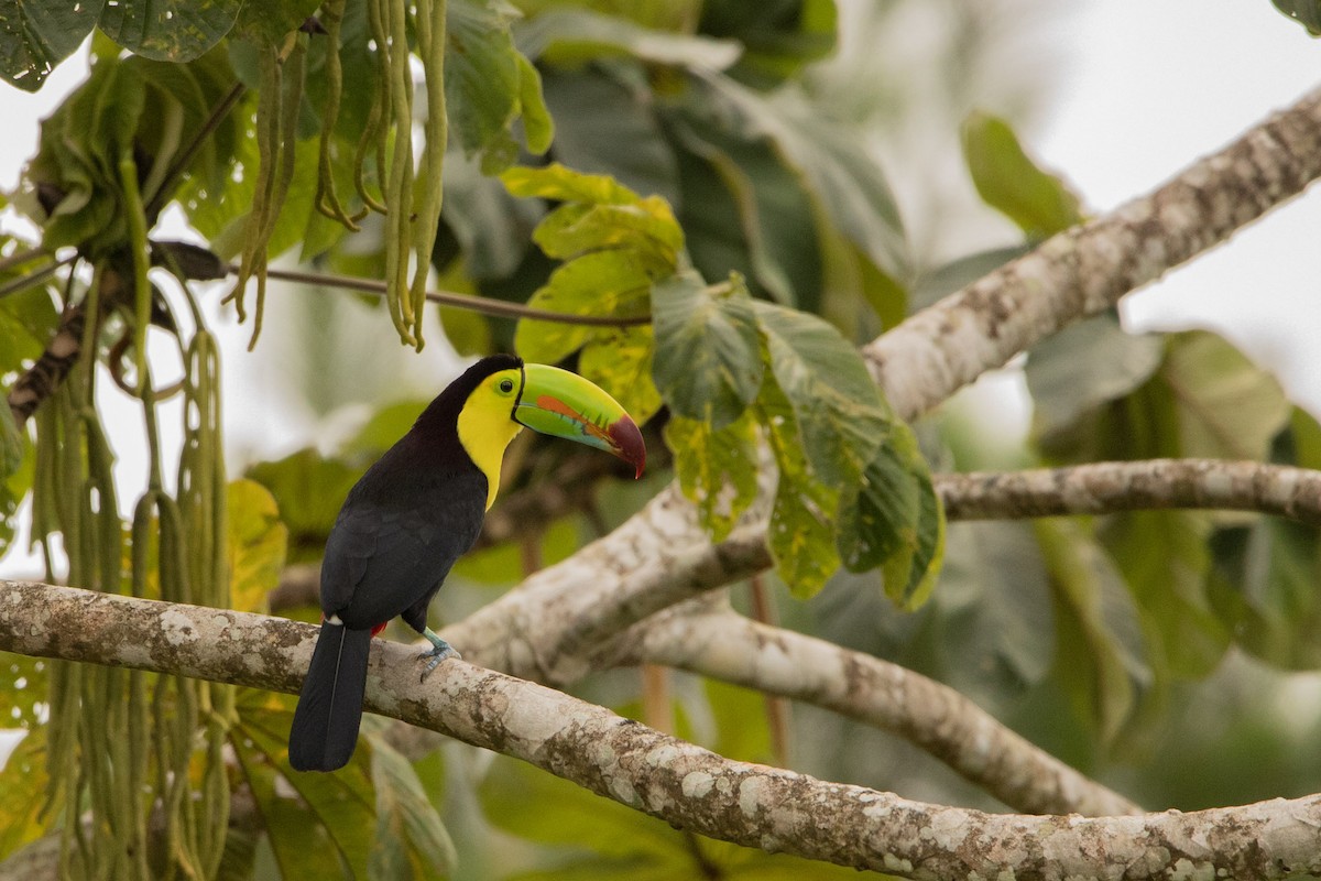 regnbuetukan - ML645178319