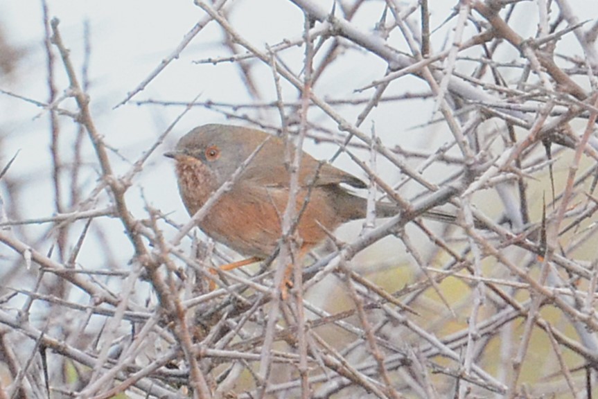 Etze-txinboa - ML645178322