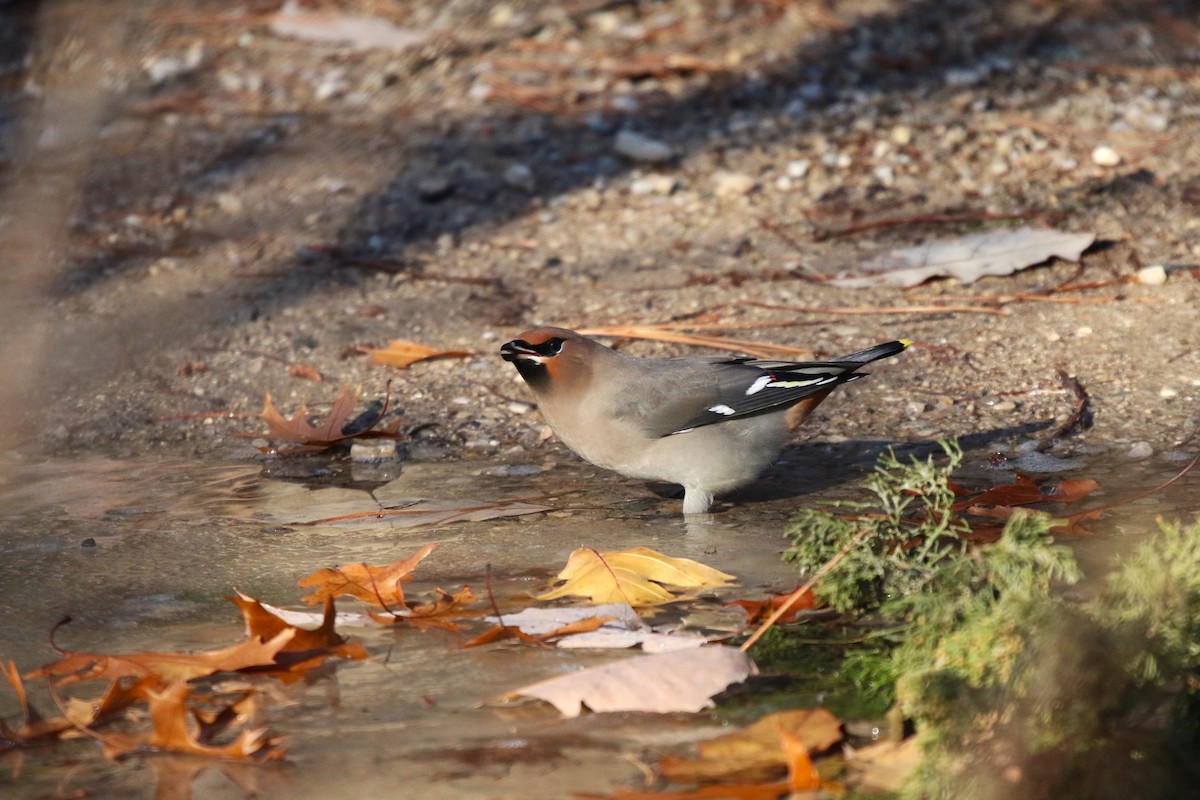 Bohemian Waxwing - ML645178327