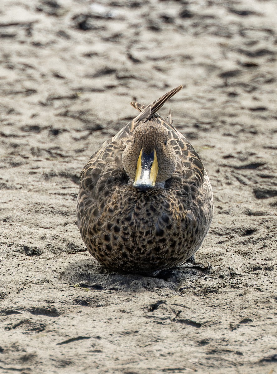 Yellow-billed Pintail (South American) - ML645178330