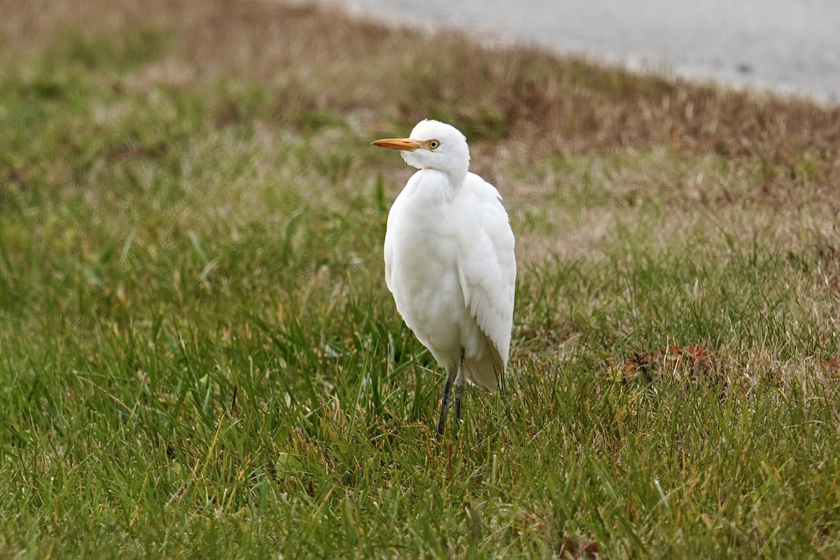 Western Cattle-Egret - ML645178337
